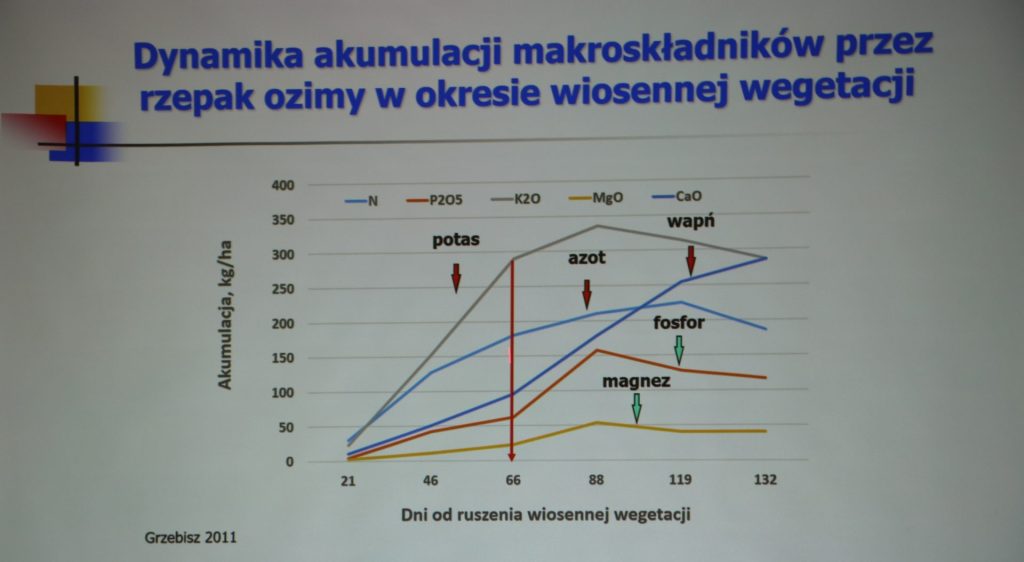 Nawożenie rzepaku
