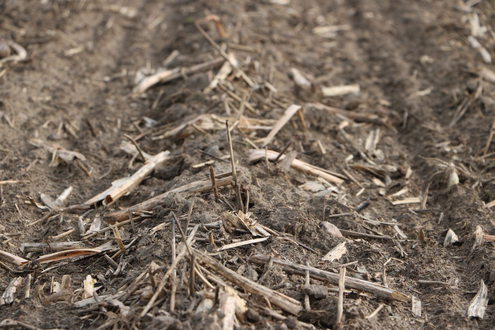 Bez materii organicznej nie ma życia i plonów! Prof. Bartłomiej Glina tłumaczy