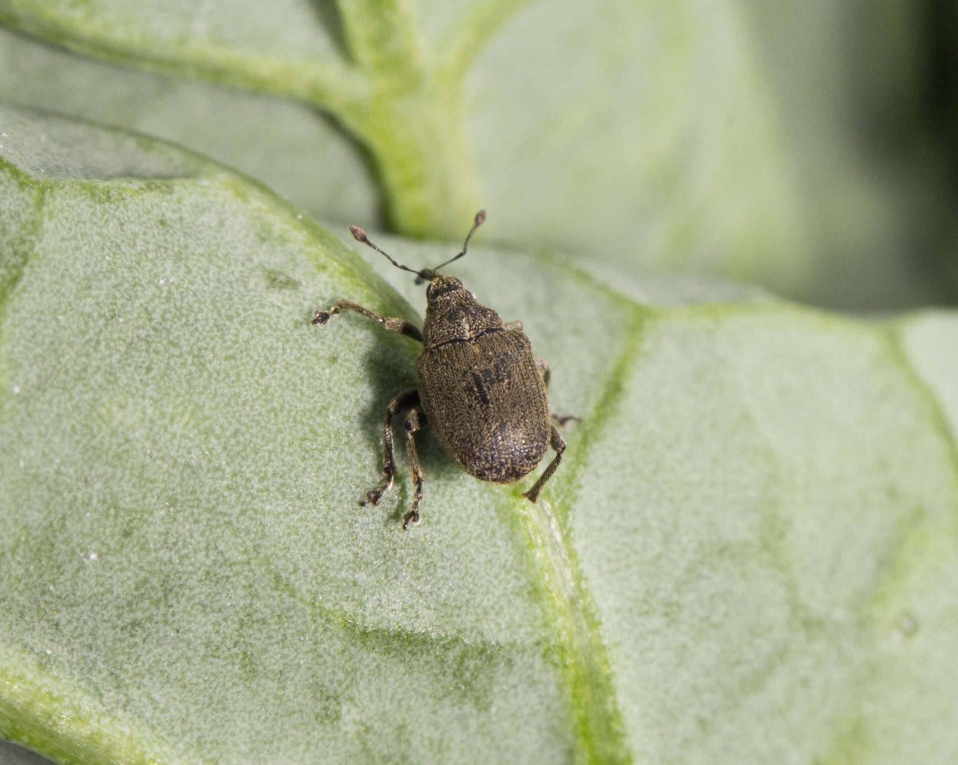 Wczesnowiosenne szkodniki rzepaku oraz zbóż mogą przynieść choćby 30% strat w plonie! Kiedy interweniować?