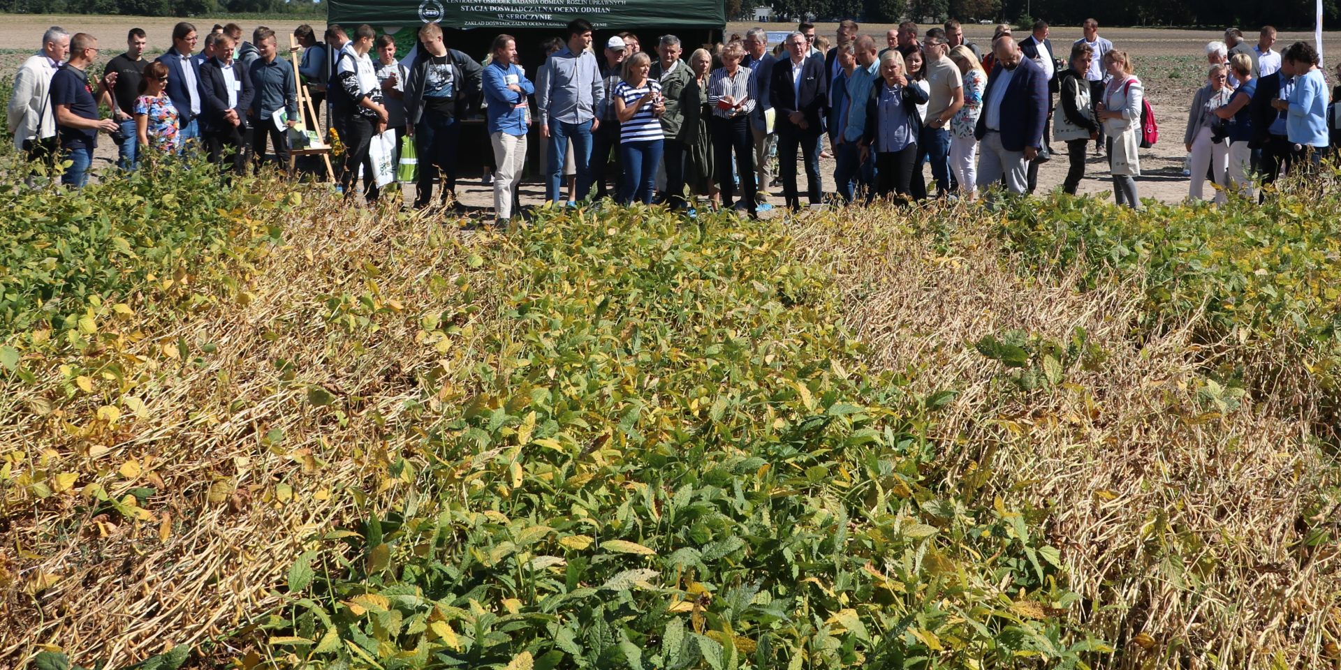 Nowe odmiany soi 2025. Co mówią badania i którą z nich wybrać?