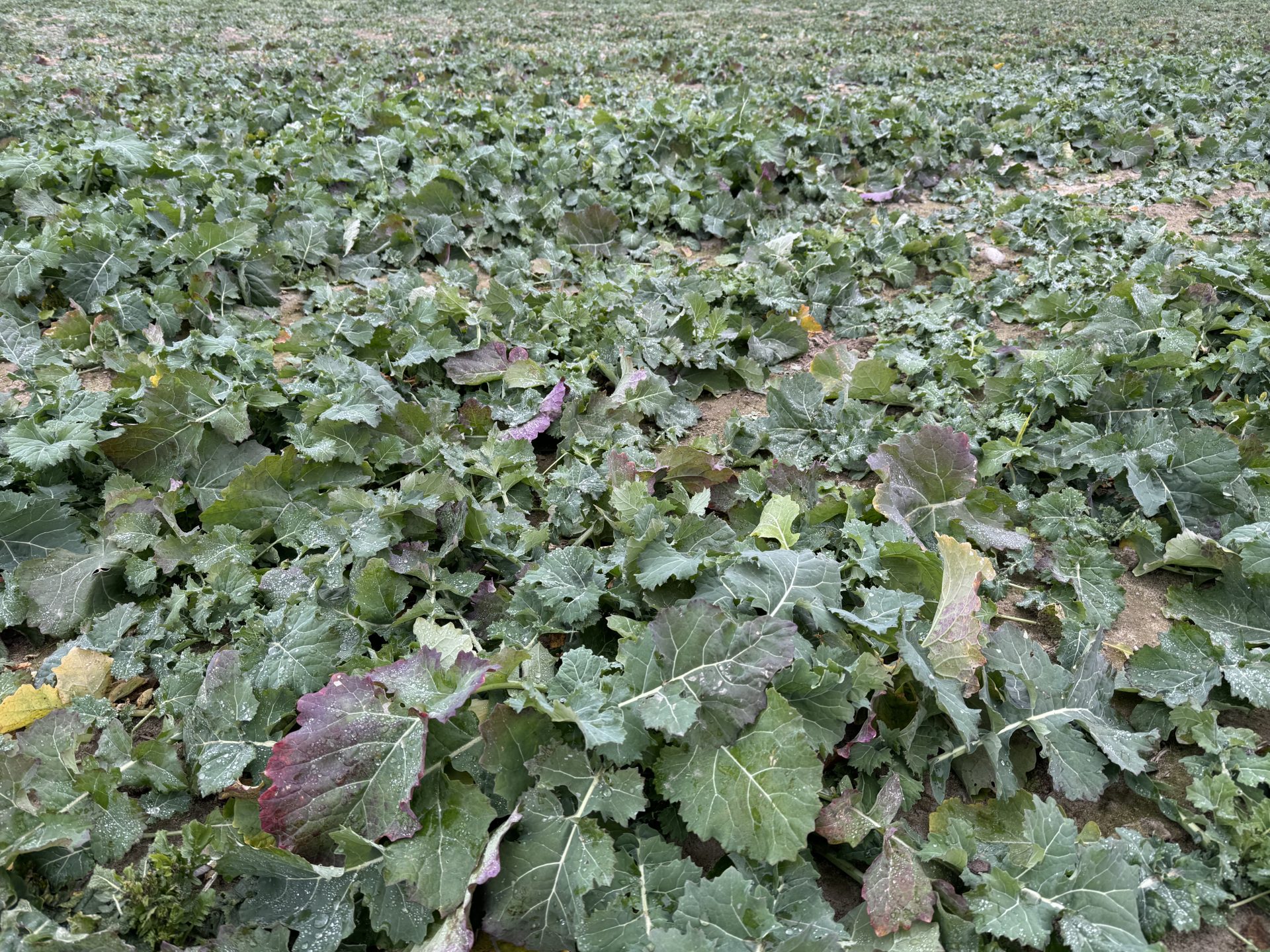 Jeżeli zbyt późno zastosujesz nawożenie azotem to nie przemieści się on w glebie! Prof. Grzebisz radzi