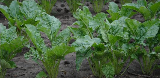 nawożenie azotowe buraków cukrowych