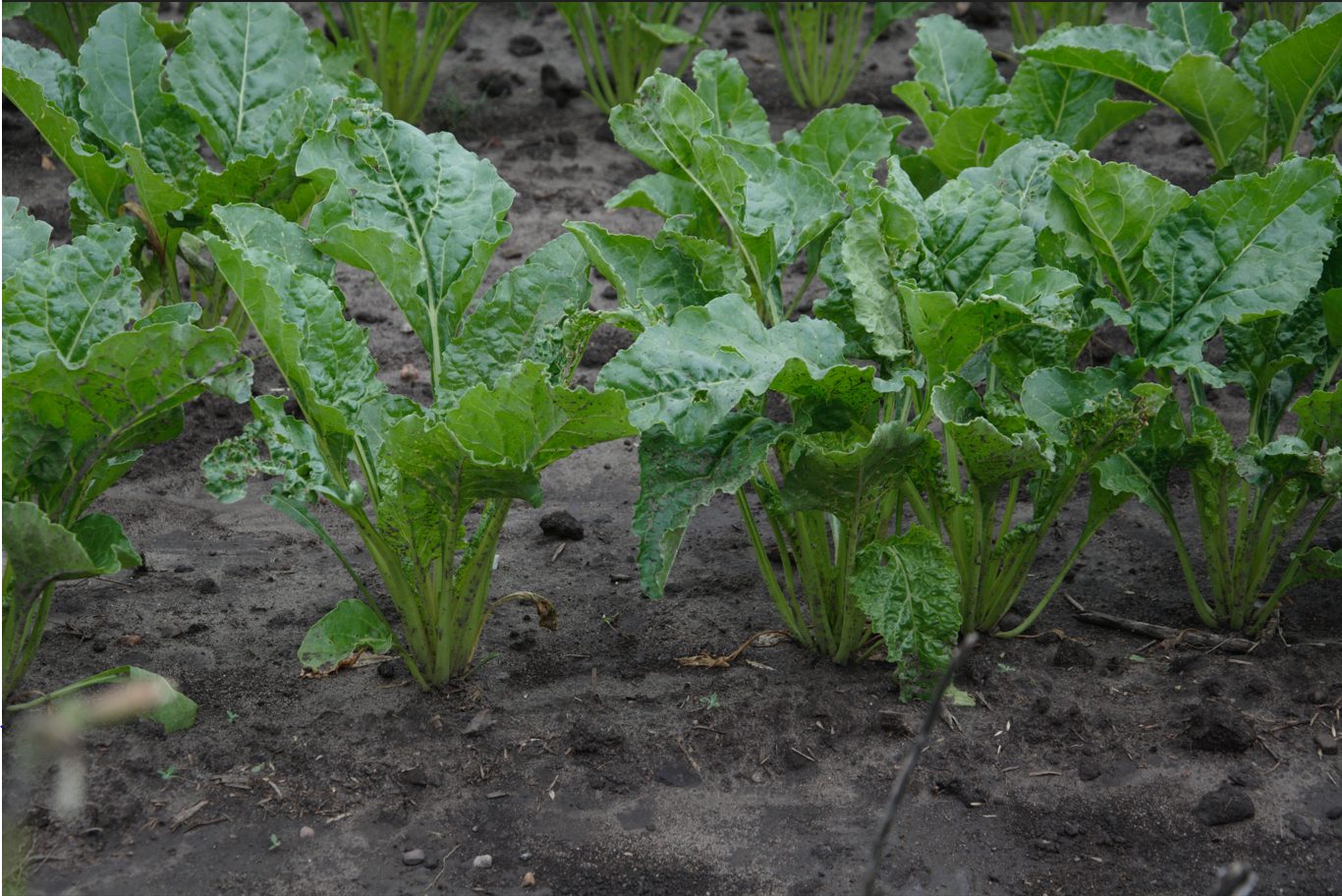 Te choroby potrafią zniszczyć plantację buraka cukrowego. Rolnicy boją się ich najbardziej