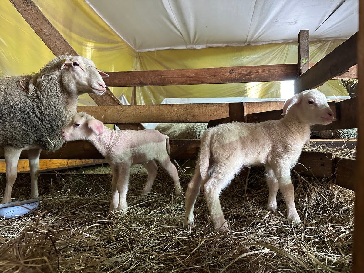 Tysiąc krów i owiec wybitych w walce z epidemią we Francji