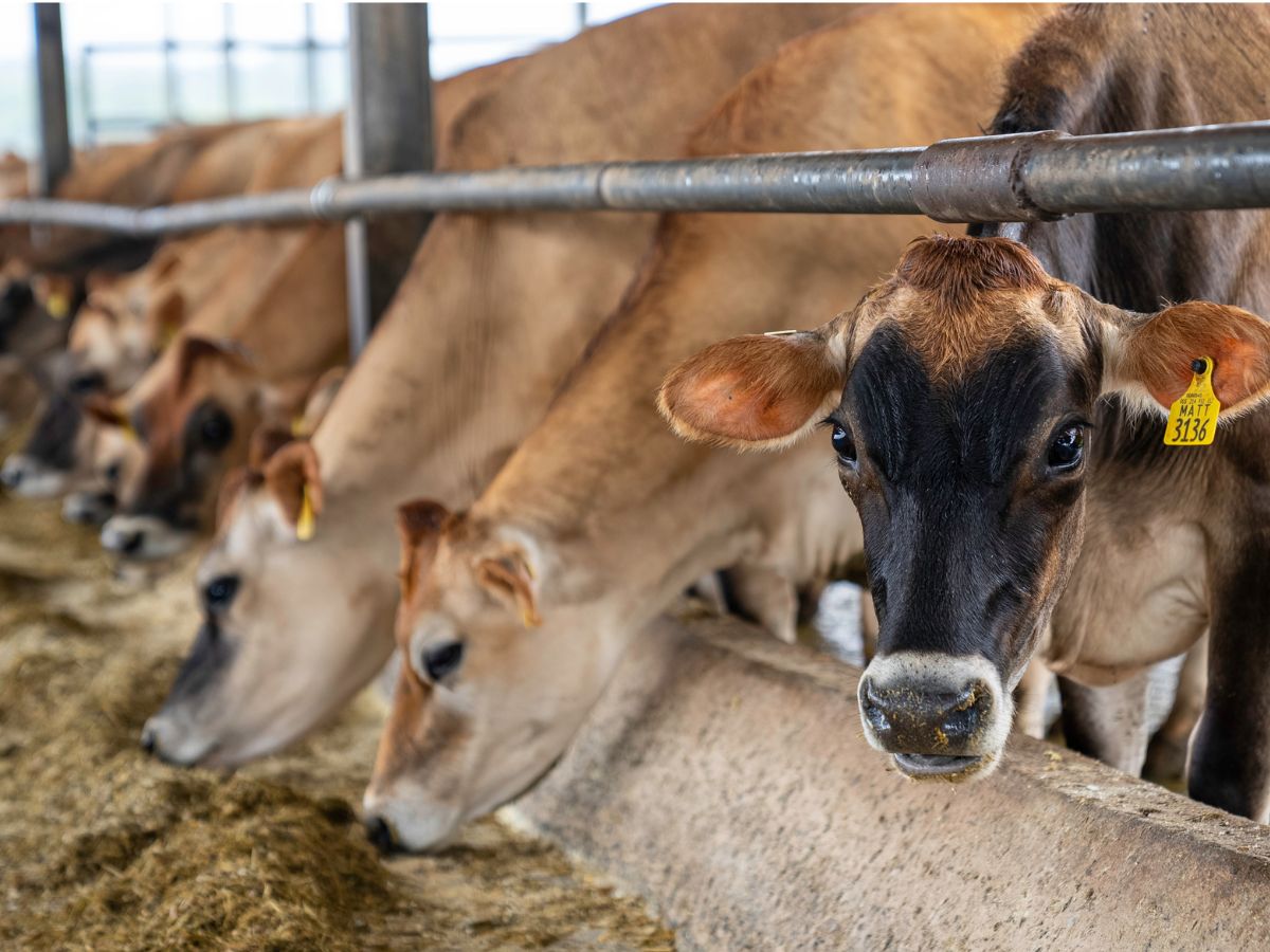 KOLEJNE OGNISKO PRYSZCZYCY! „Zamknęliśmy gospodarstwo i rozpoczynamy jego likwidację”