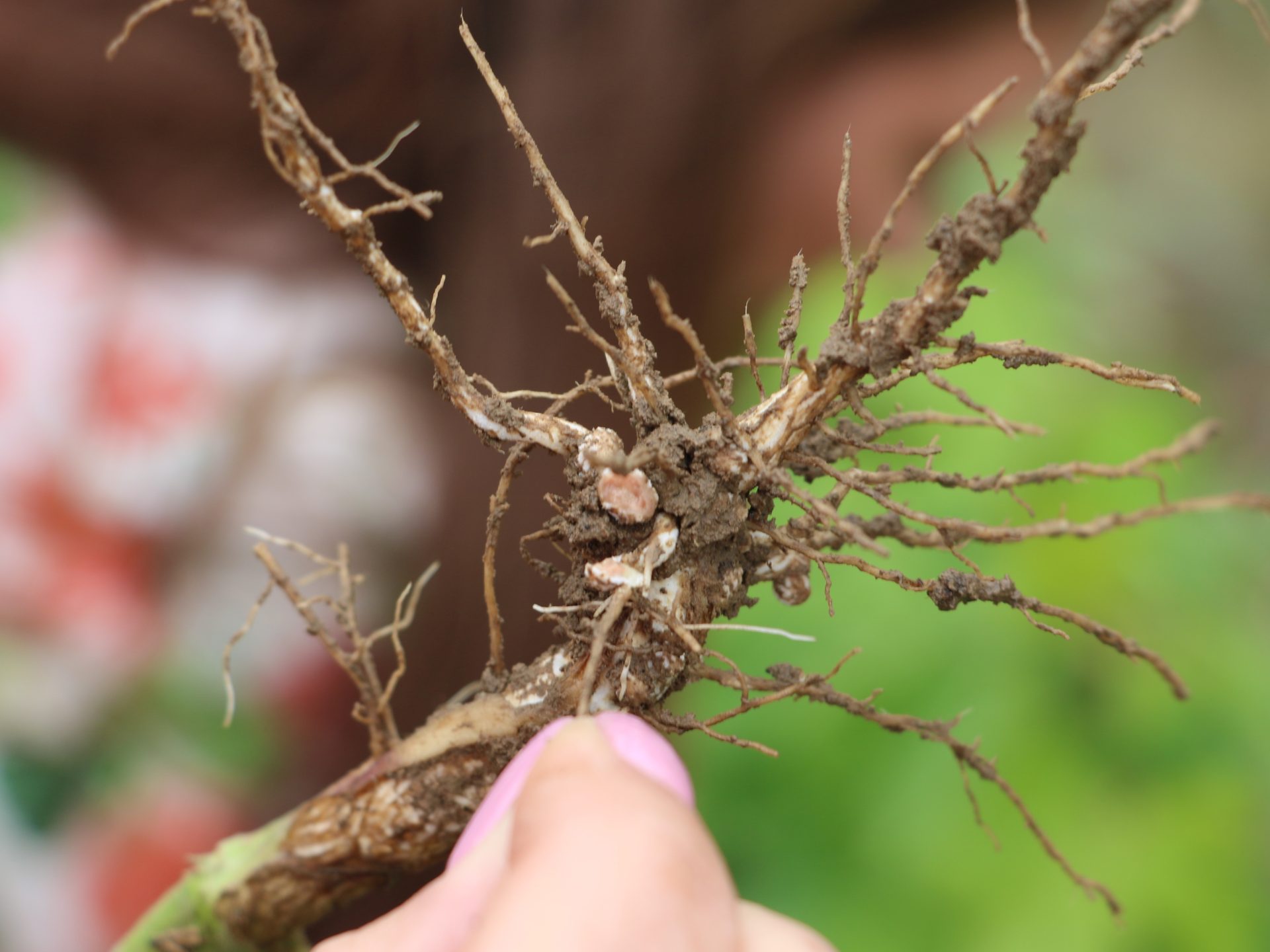 Dlaczego szczepienie soi to inwestycja, która się opłaca? Zyskaj choćby do 150 kg azotu z ha!