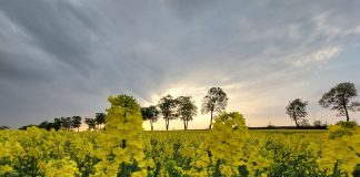 Zabieg na płatek