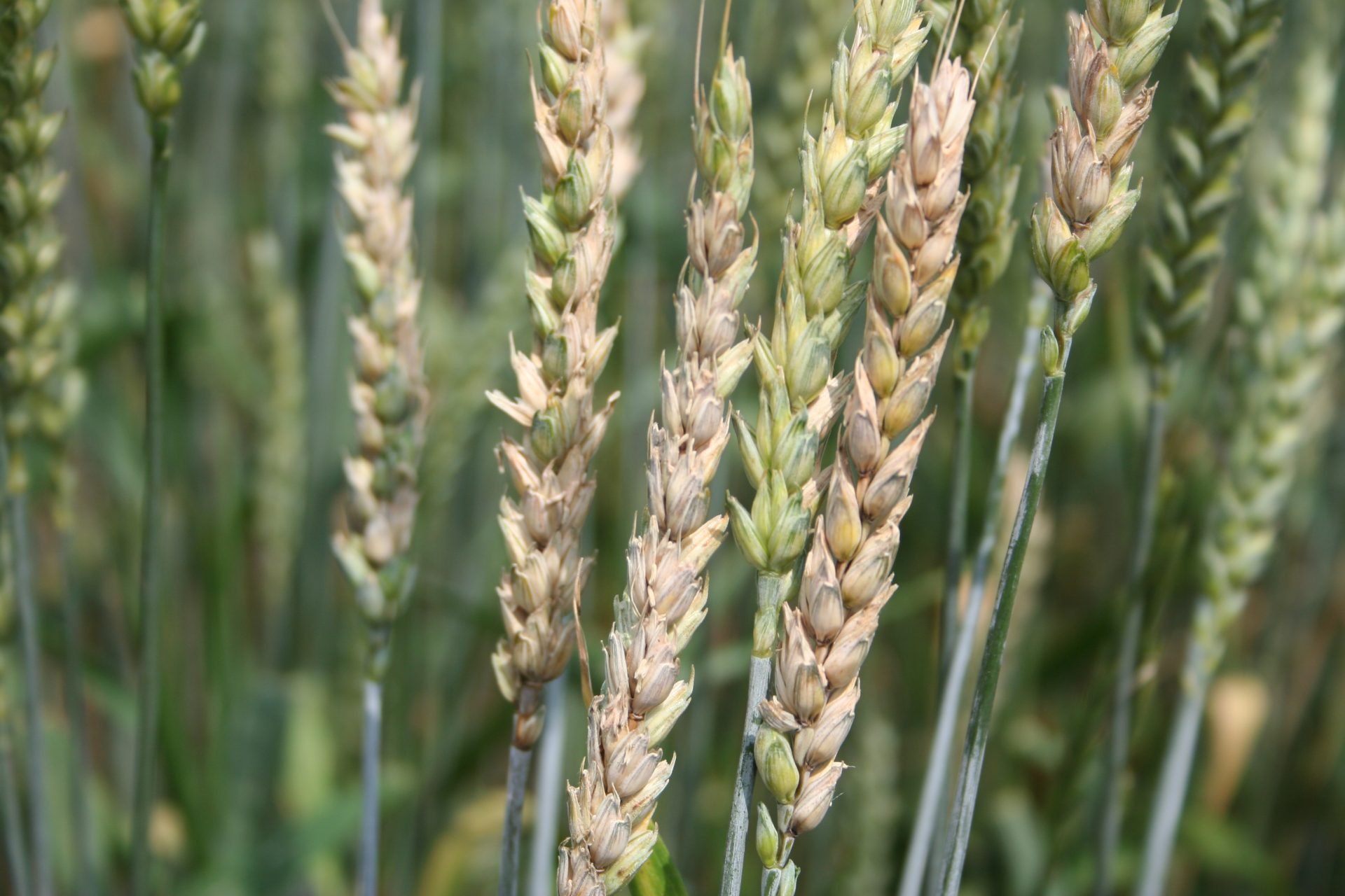 Integrowana produkcja pszenicy – zasady, wymagania i dokumentacja