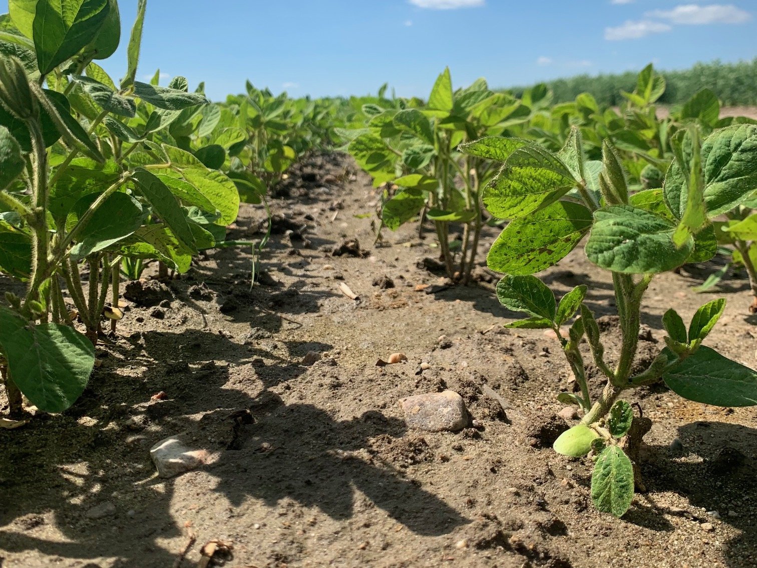 Odchwaszczanie soi – jak pozbyć się skutecznie chwastów? Lista herbicydów w 2025 r.