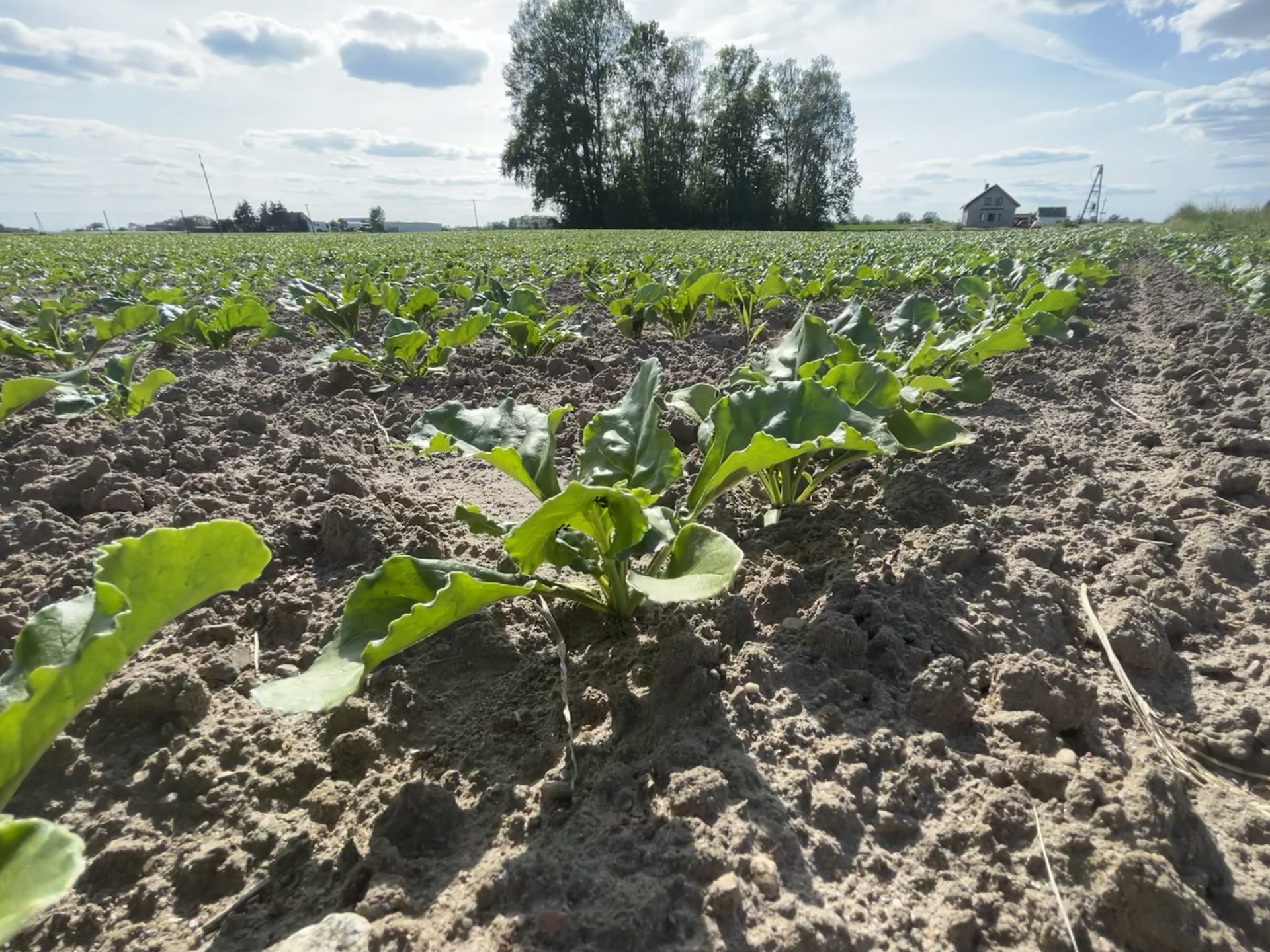 Odchwaszczanie buraków cukrowych. Poznaj 5 kluczowych substancji w walce z chwastami