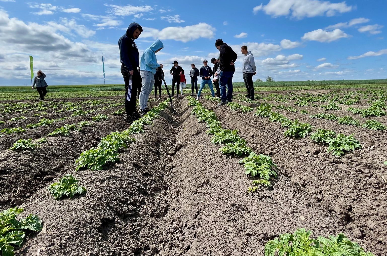 Odchwaszczanie ziemniaków. W poszukiwaniu alternatyw dla wycofywanej metrybuzyny