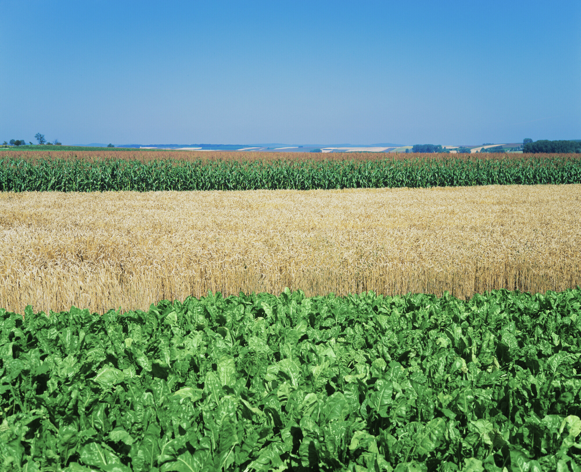 Grupa RAGT ogłasza przejęcie Grupy Deleplanque, w tym spółek Strube i Van Waveren