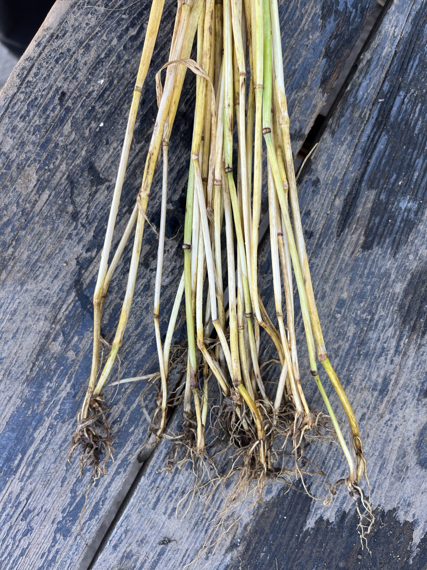 Kiedy stosować antywylegacz? 5 substancji w regulacji łanu zbóż