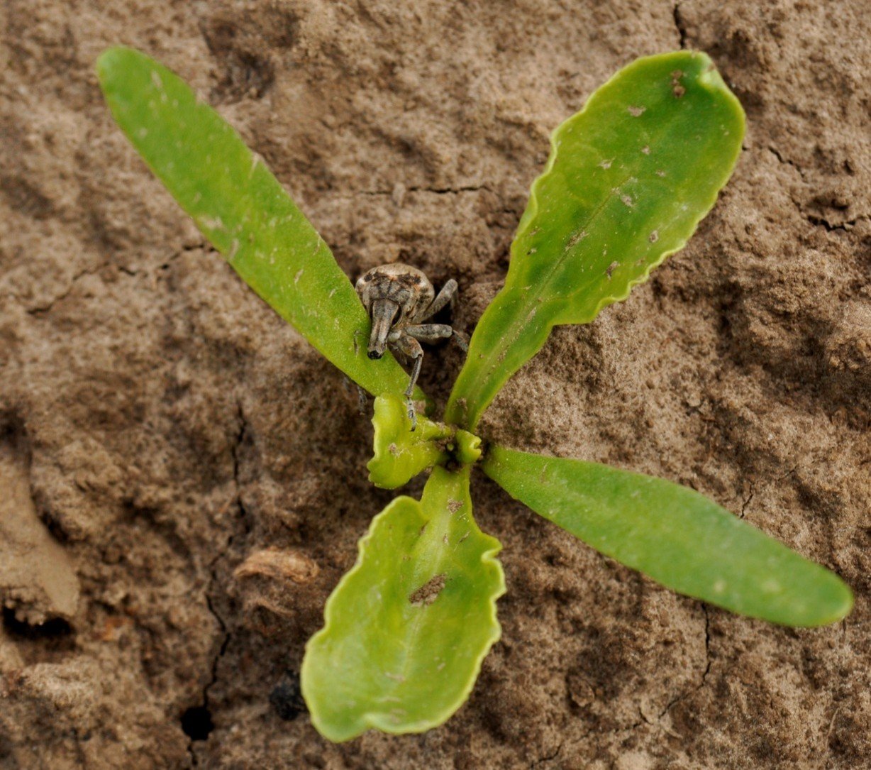 Szarek komośnik w natarciu!