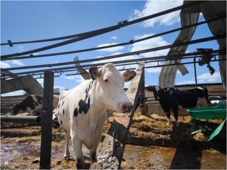 Przynajmniej 100 krów padło po zbombardowaniu przez Rosję ukraińskiego gospodarstwa