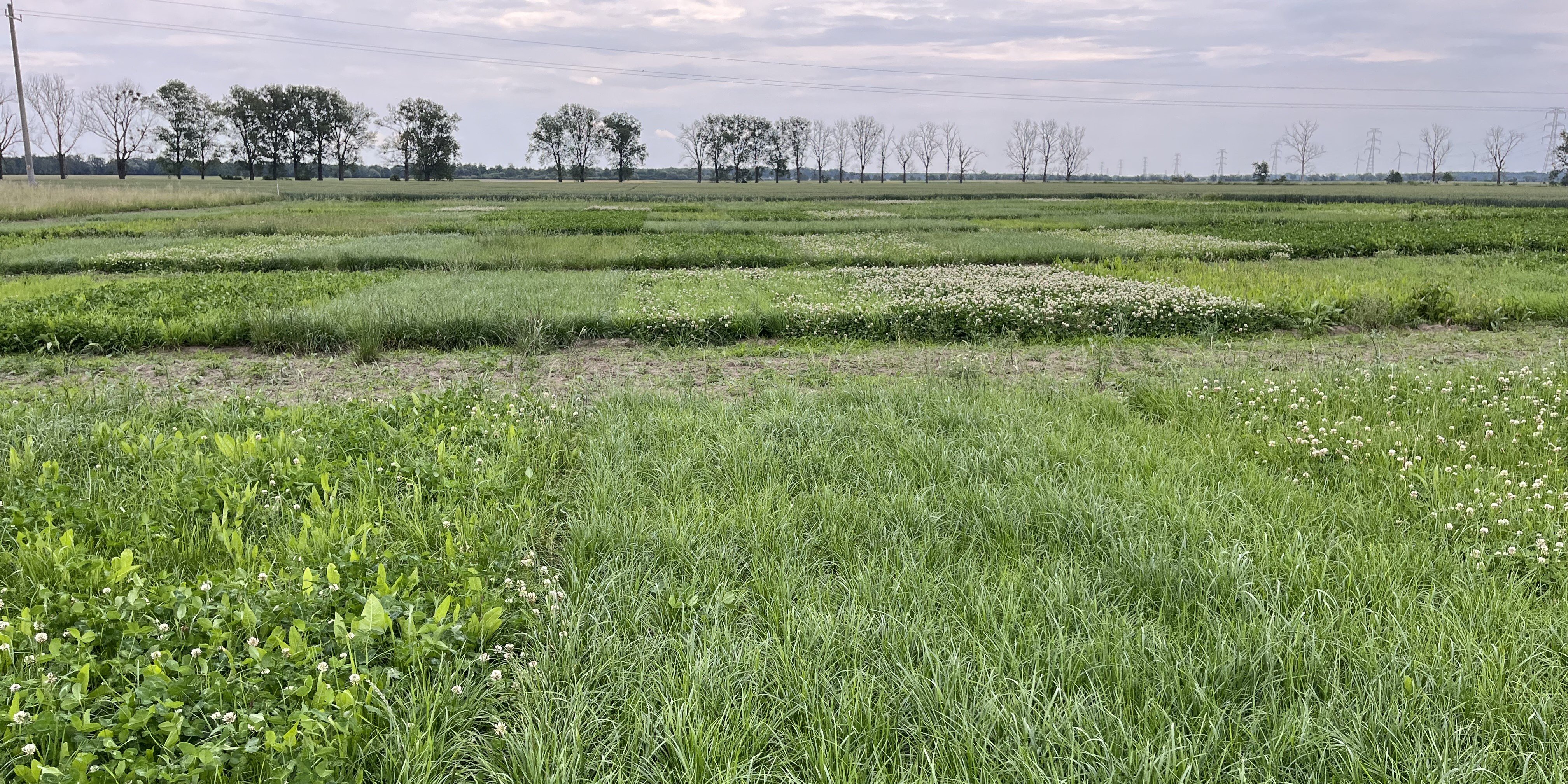 Pierwszy pokos łąk. Jak krok po kroku przygotować wartościową paszę objętościową?
