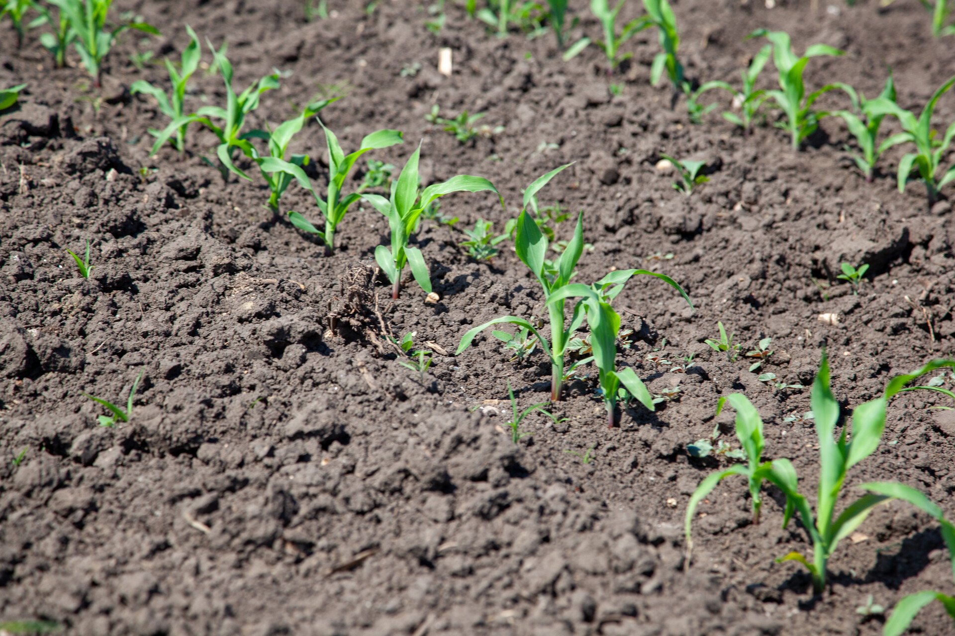 Innvigo – nowoczesne odchwaszczanie kukurydzy z technologią GoCorn