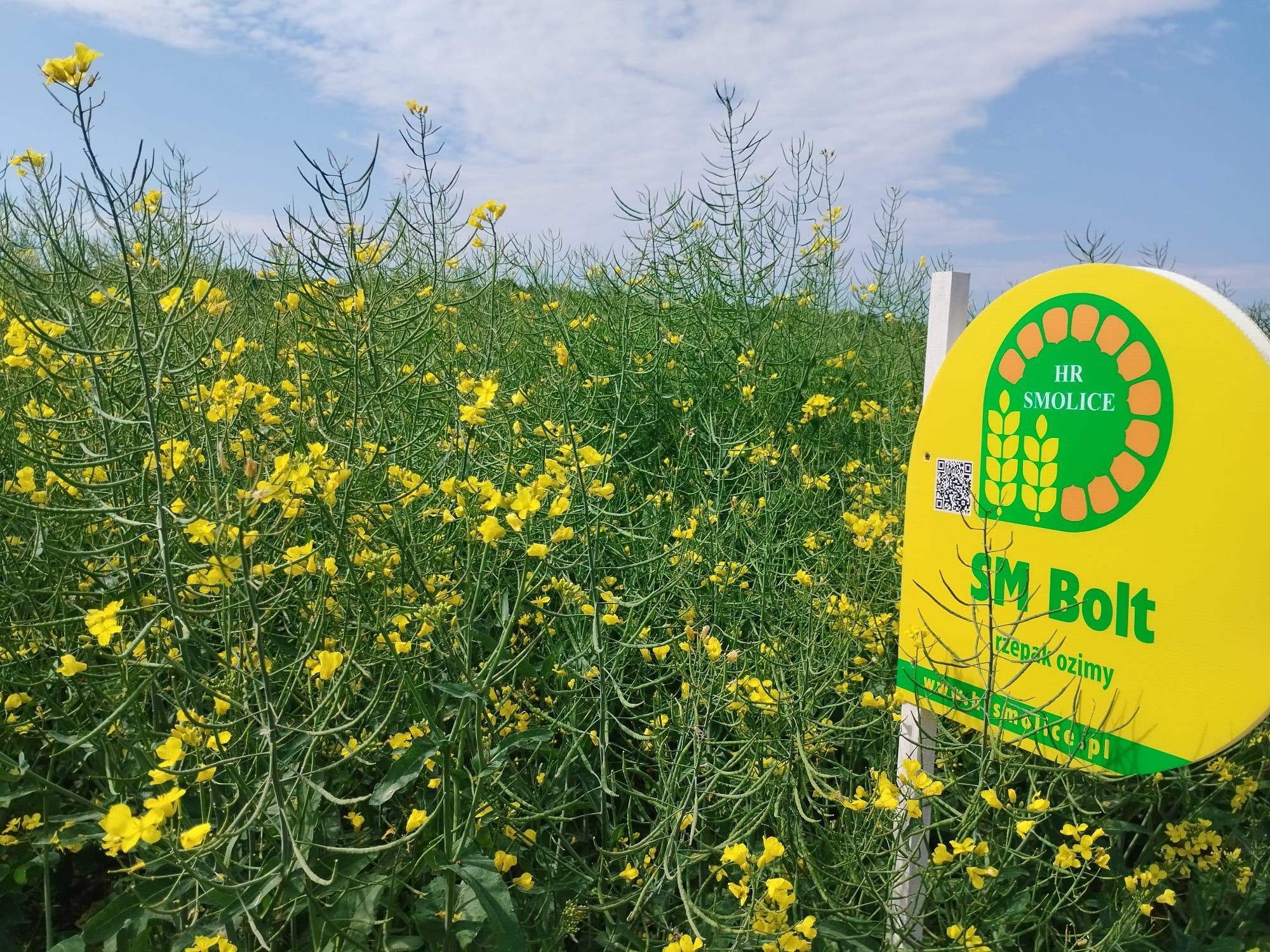 Odmiany populacyjne rzepaku czyli tradycja, która zyskuje nową wartość