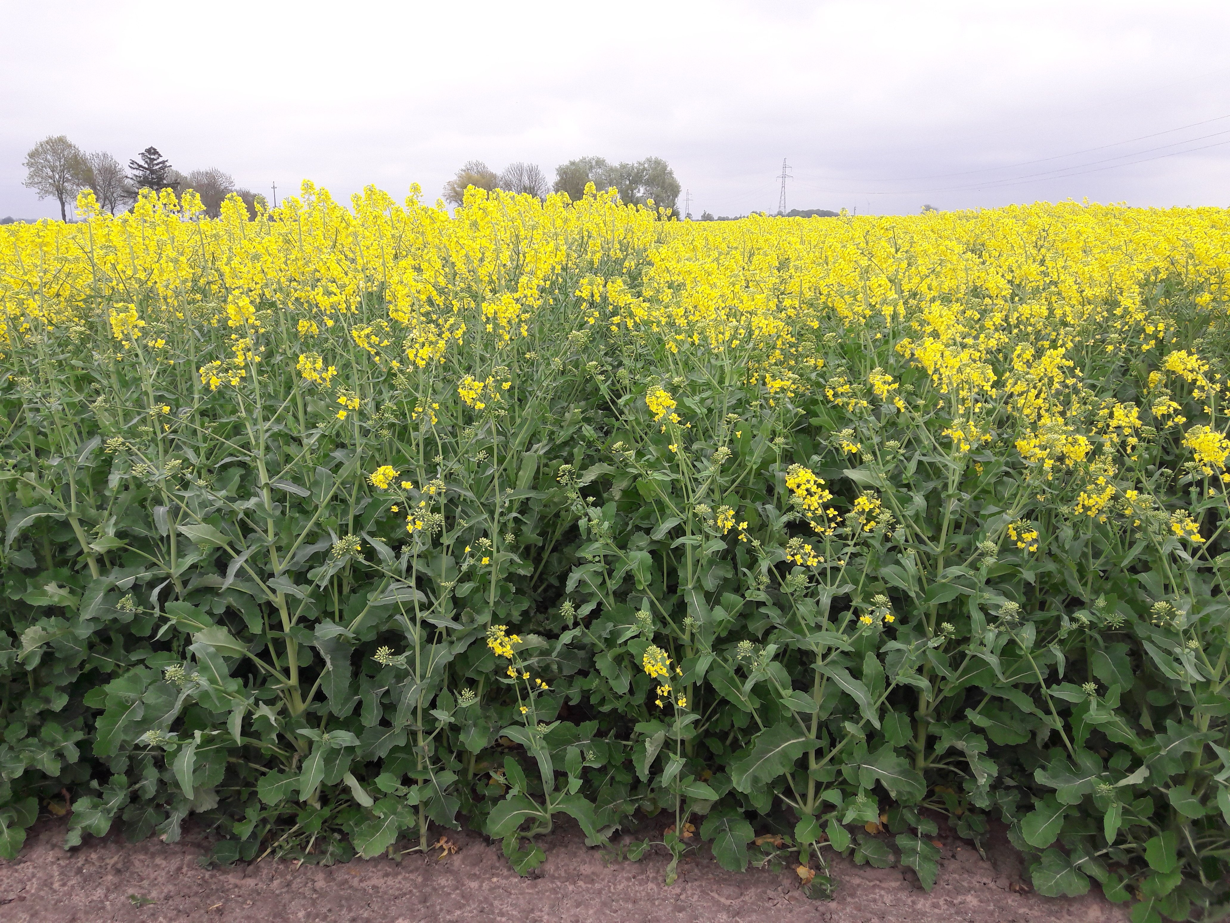 Znajdź odpowiednie odmiany rzepaku! Szczegółowe badania PDO i rekomendowane w 2025