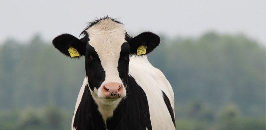 Krowa na diecie wysokobiałkowej