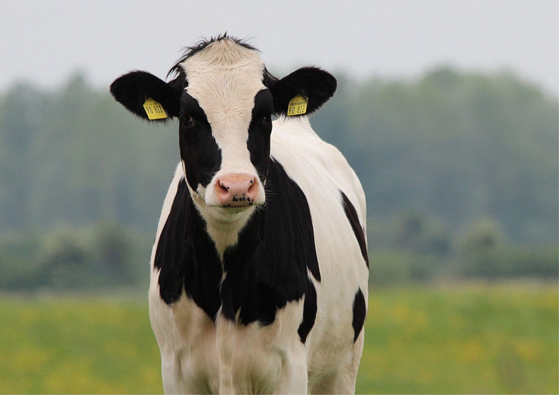 Ruja u krowy – jak ją rozpoznać i ile naprawdę trwa?