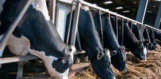 Krowa na diecie wysokobiałkowej