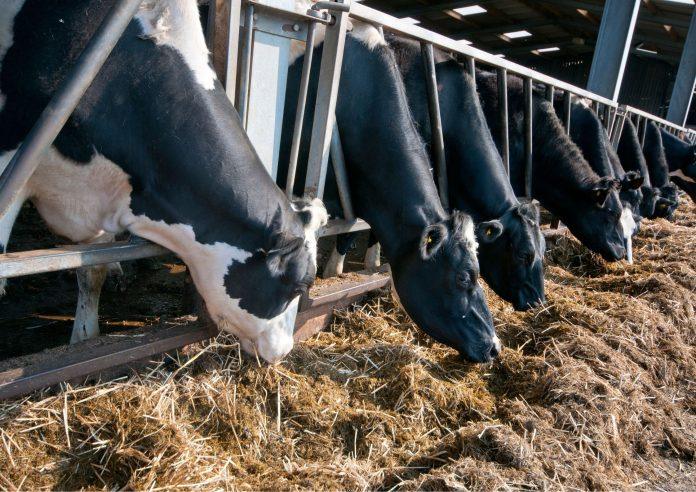 Krowa na diecie wysokobiałkowej Krowa na diecie wysokobiałkowej