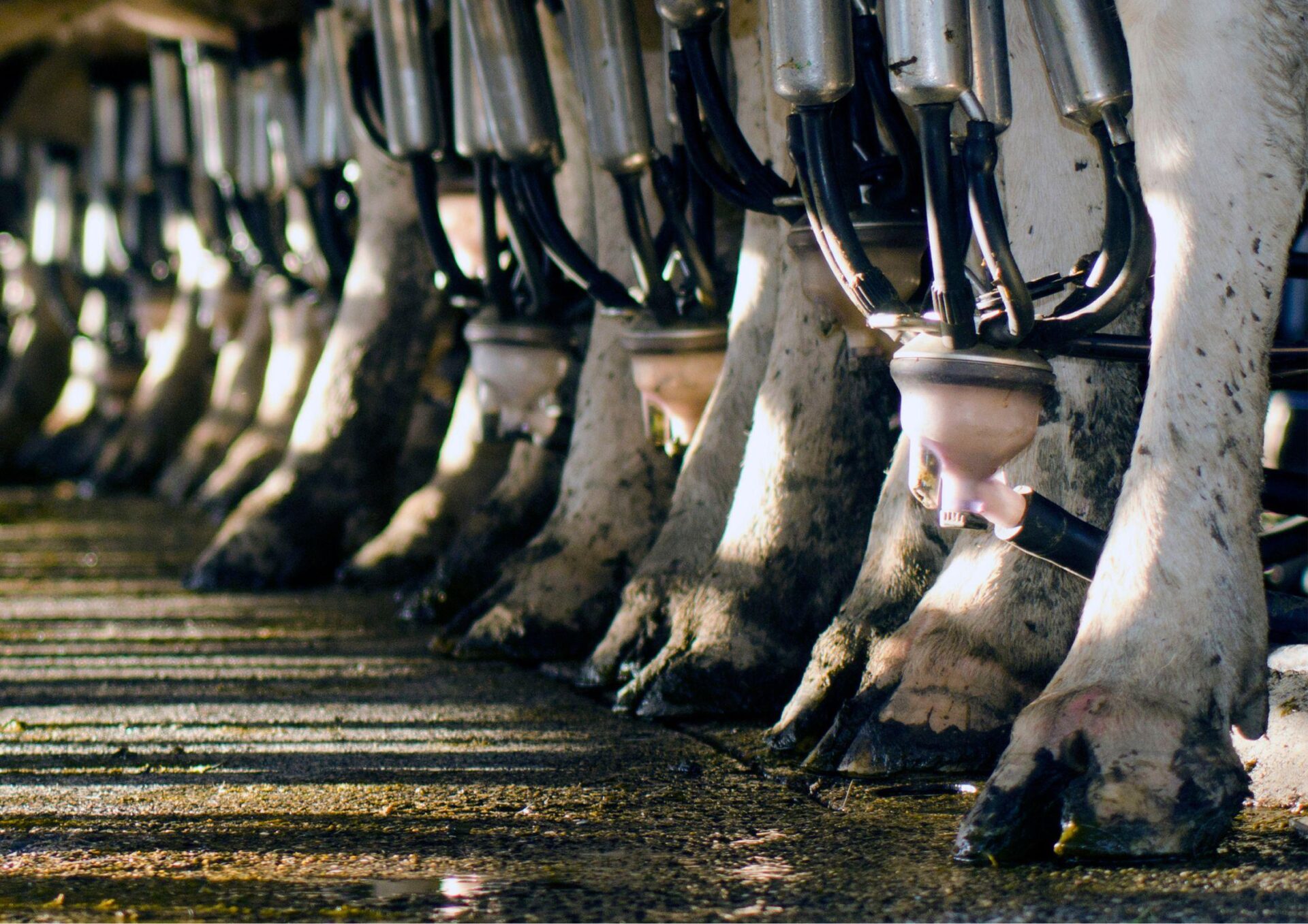 Smart obora – technologie, które zmieniają hodowlę bydła i trzody chlewnej