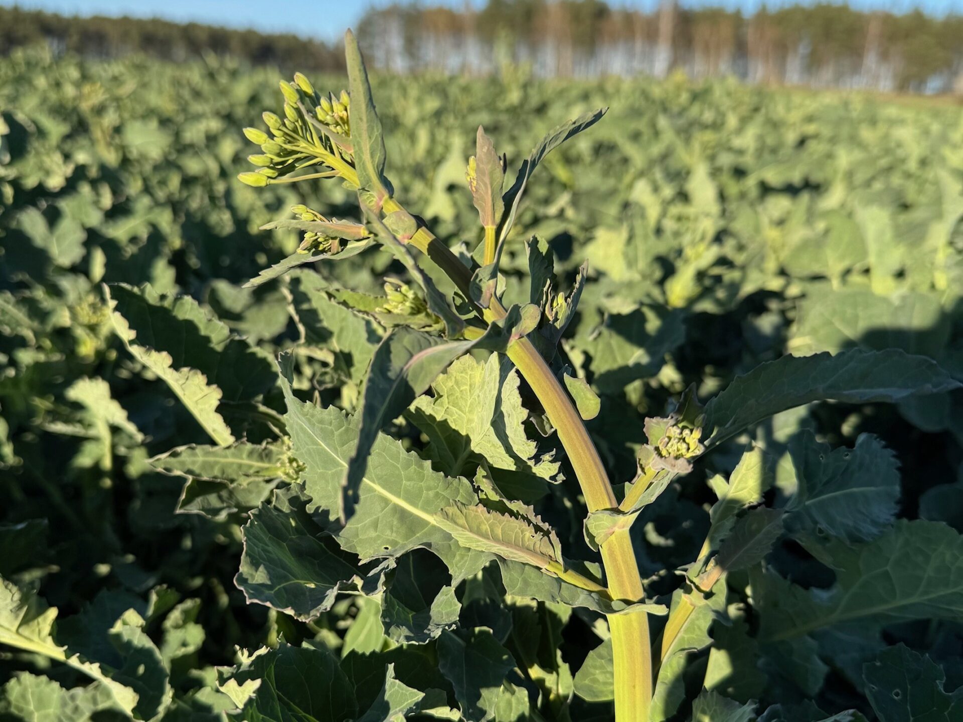 Biostymulatory pomogą roślinom w wiosennym stresie. Cena choćby od 50 zł na hektar!