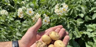 Integrowana Produkcja