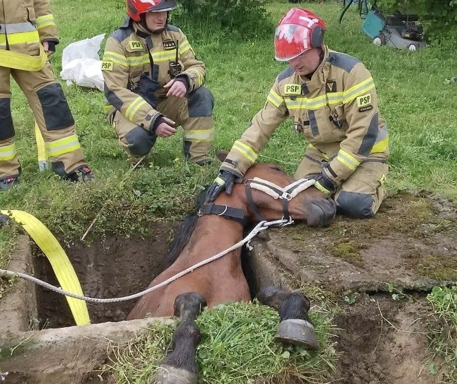 Strażacy ze Strzyżowa w akcji – koń wpadł do betonowego zbiornika