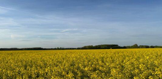 Odmiana mieszańcowa rzepaku