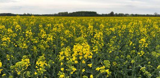 Odmiany populacyjne rzepaku