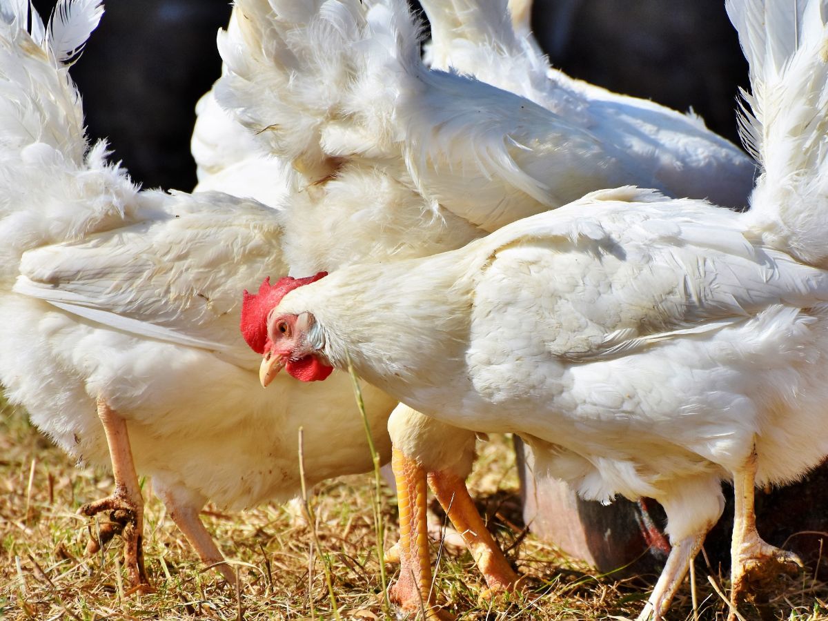 Brazylia może ponownie eksportować drób. Co to oznacza dla cen w Europie?