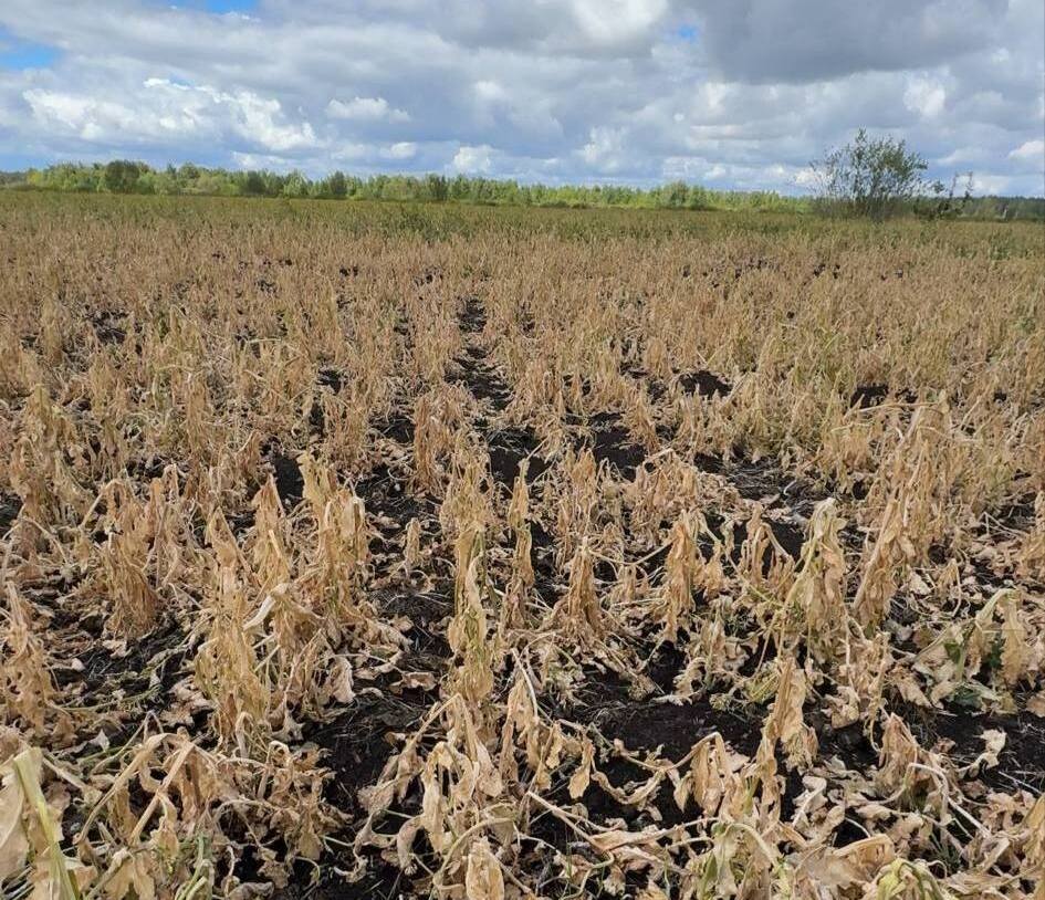 Rzepak wymrożony niemal do zera! W nocy przyszła „lodowa fala” i zniszczyła plony [WIDEO]