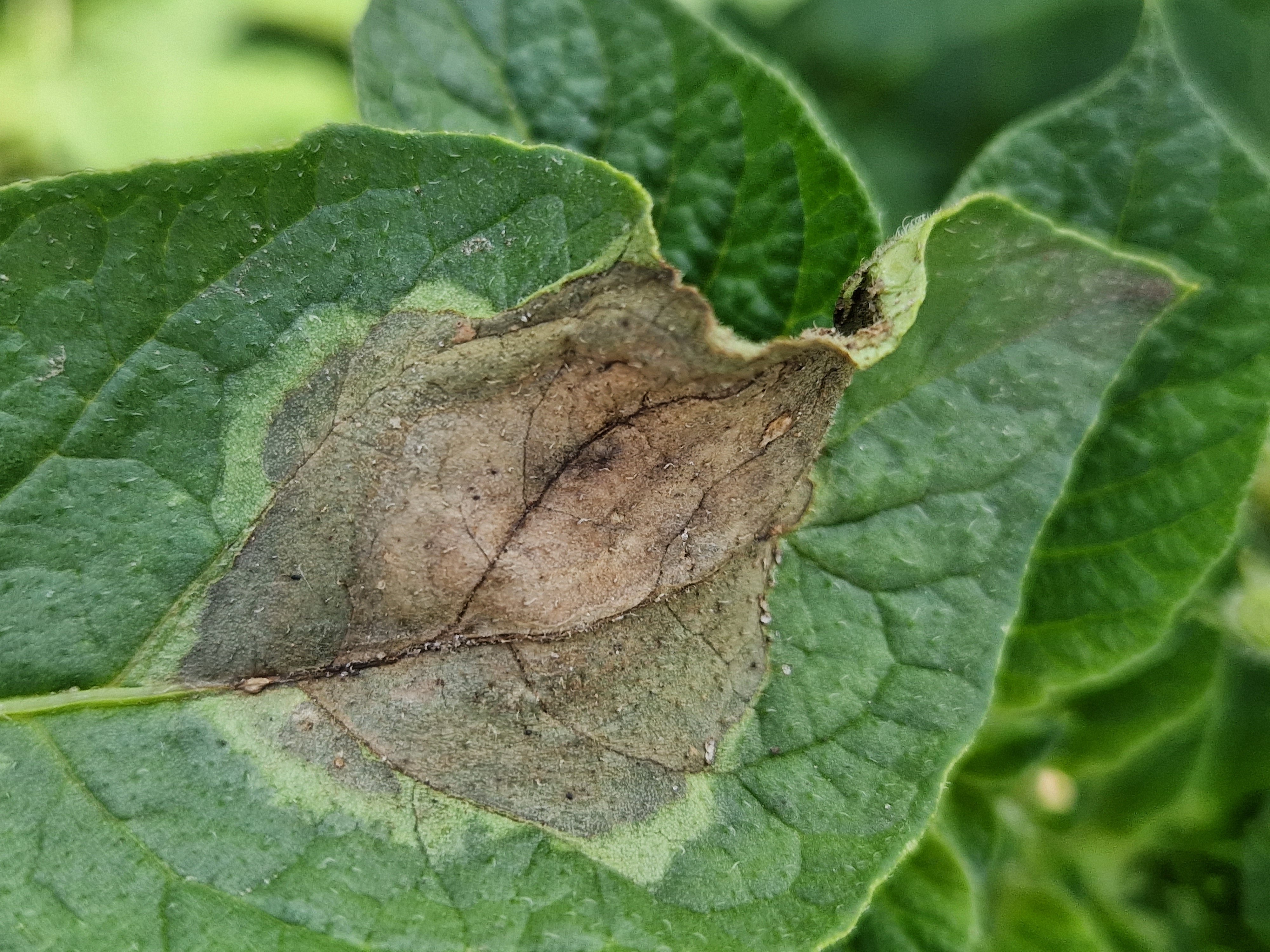 Najgroźniejsze choroby ziemniaka. Zaraza i alternarioza w okresie 2025