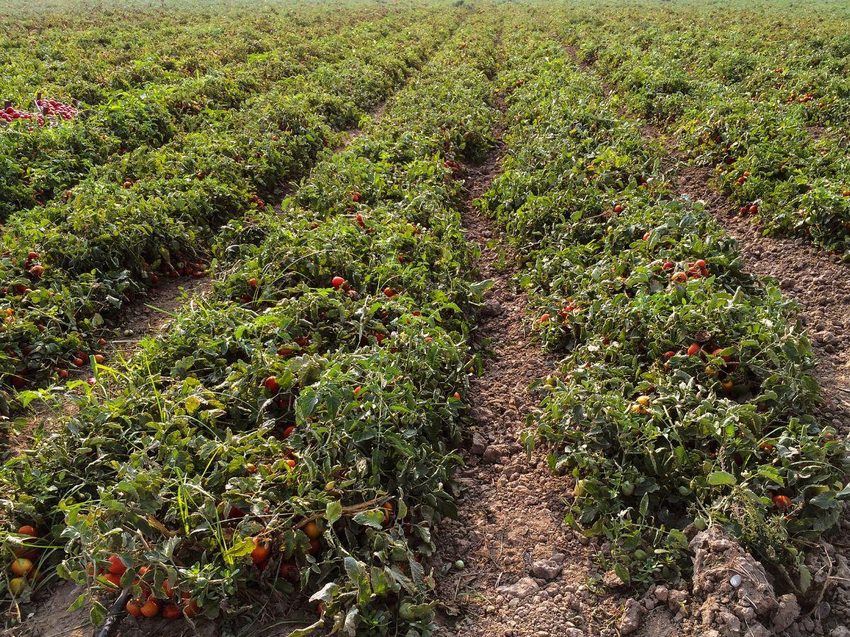 Robot do sadzenia pomidorów: Rewolucja w polu