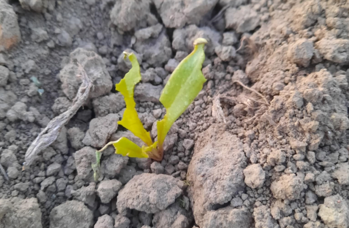 Pfeifer & Langen Polska reaguje – finansowa pomoc po przymrozkach