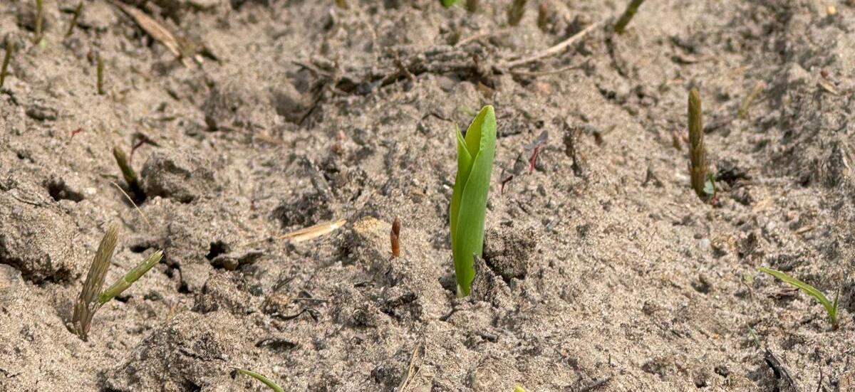 WIR: Kukurydza startuje w trudnych warunkach