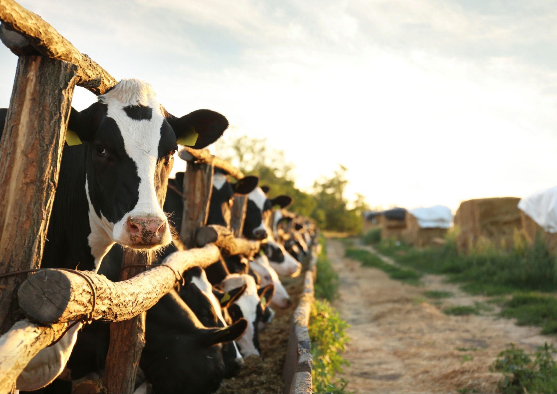 ARiMR przedłuża termin! Do 150 tys. zł na inwestycje w dobrostan zwierząt