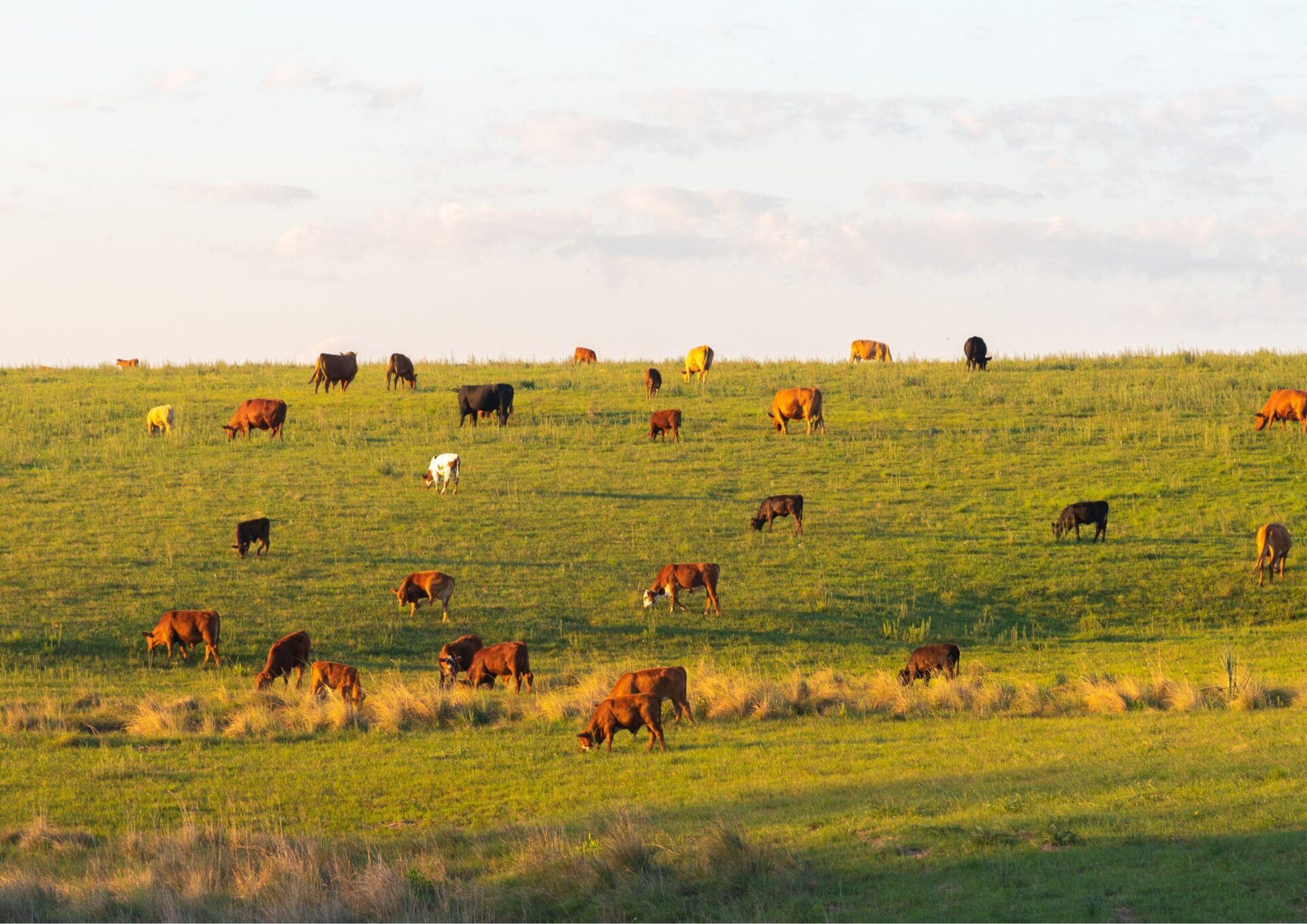Dobrostan zwierząt: trend, obowiązek czy wyzwanie?