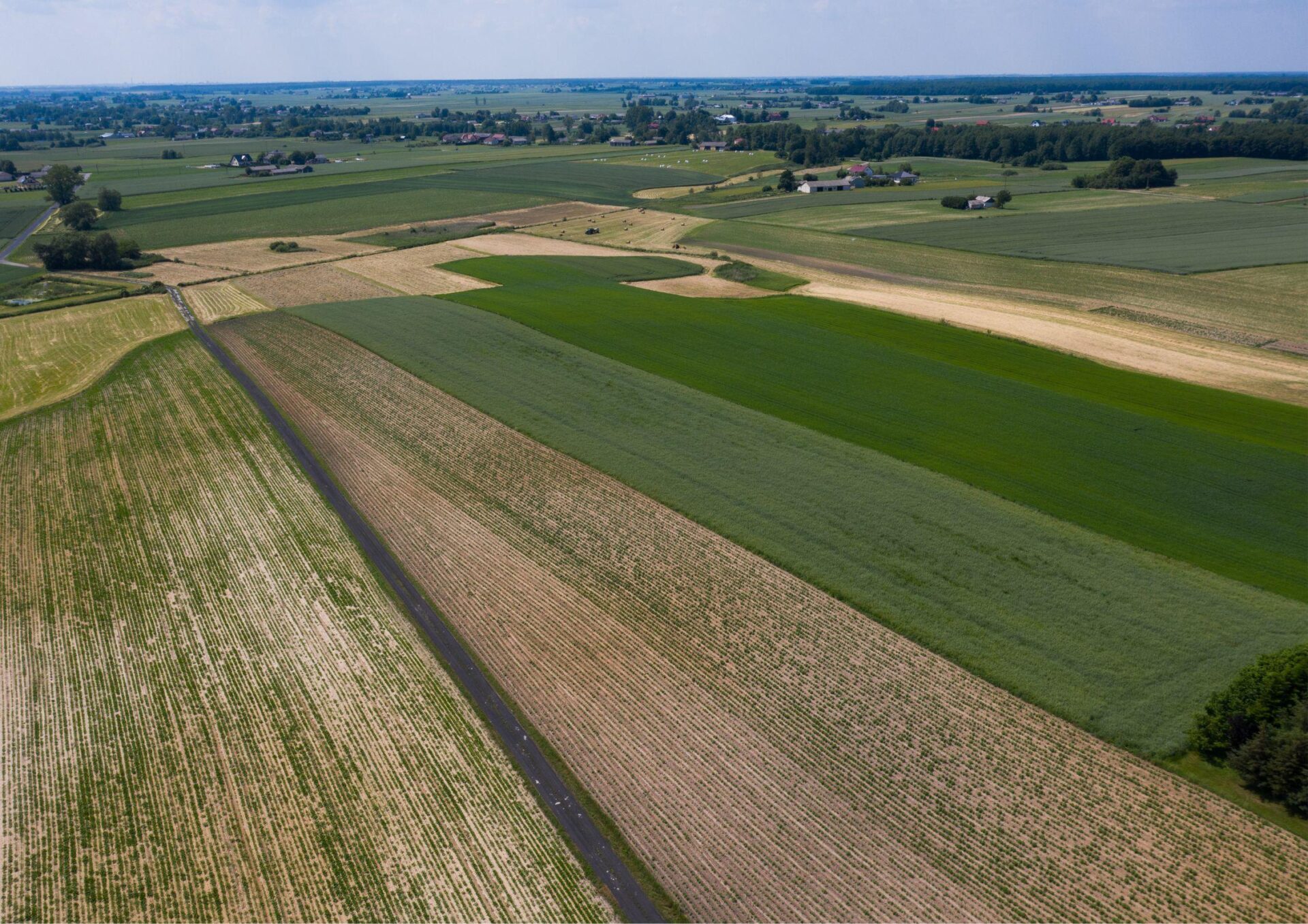 Areał zbóż podstawowych ma być zbliżony, a rzepaku większy niż przed rokiem – GUS