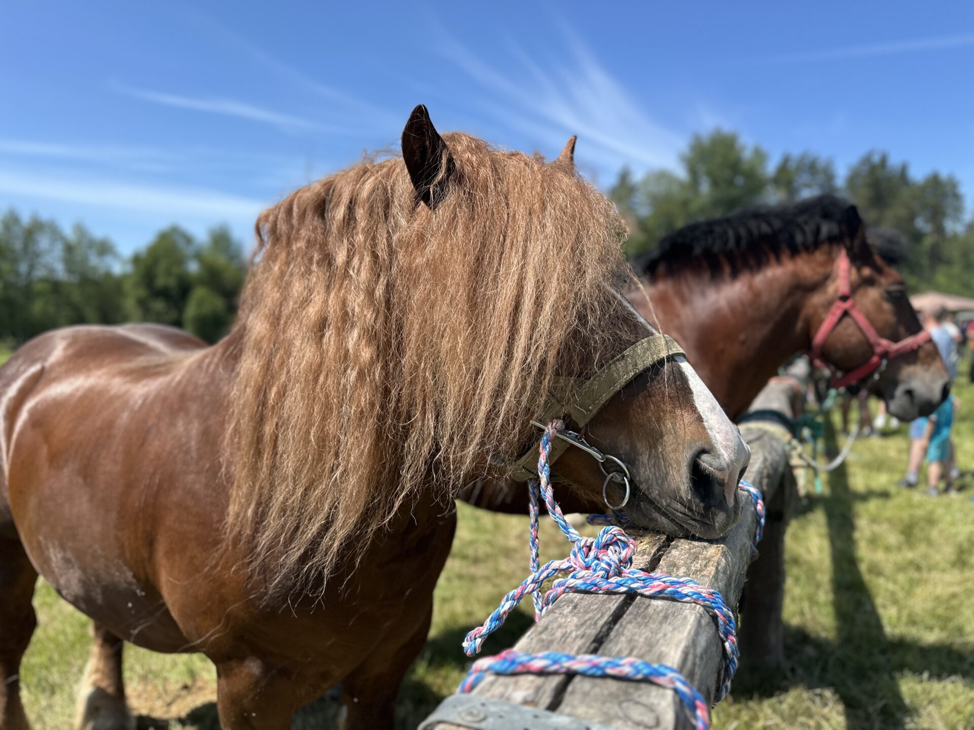 W hodowcach jest siła. III Regionalny Czempionat Koni w Zabłudowie [ZDJĘCIA]