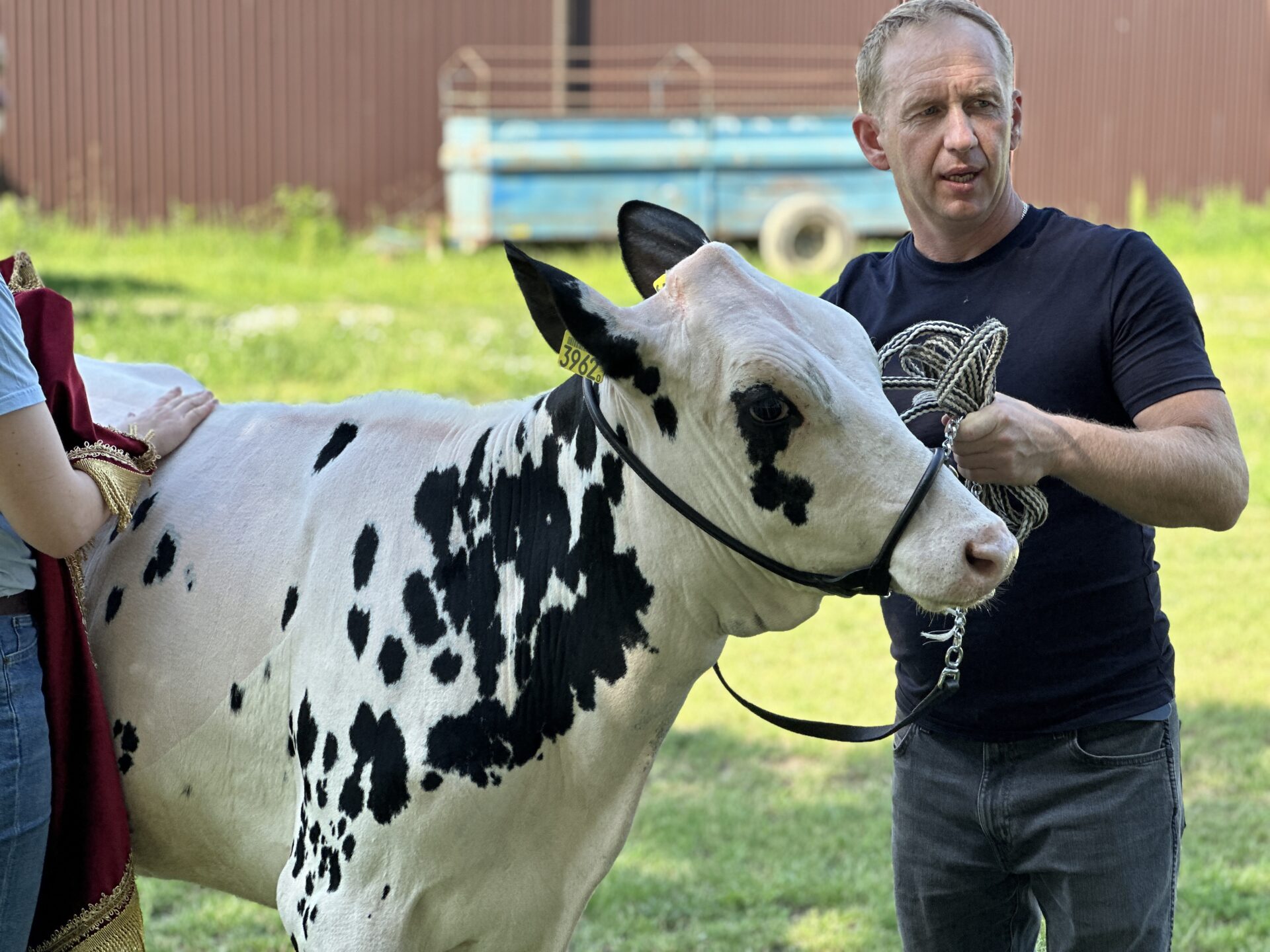 Normandia – najlepsza jałówka w Polsce pochodzi z Pokaniewa [ZDJĘCIA]