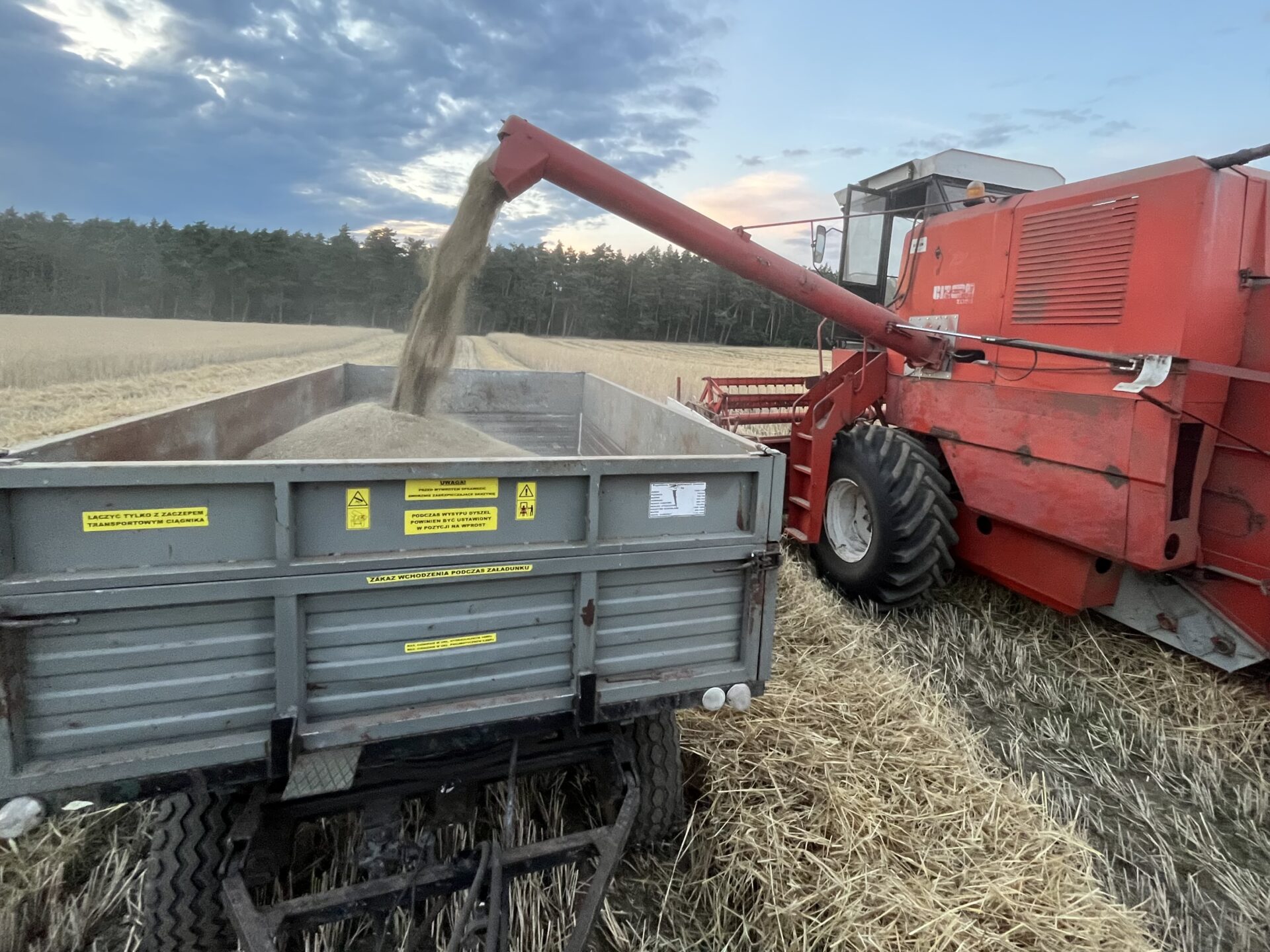 Kluczowy termin zbioru zbóż i rzepaku. Jak się przygotować?