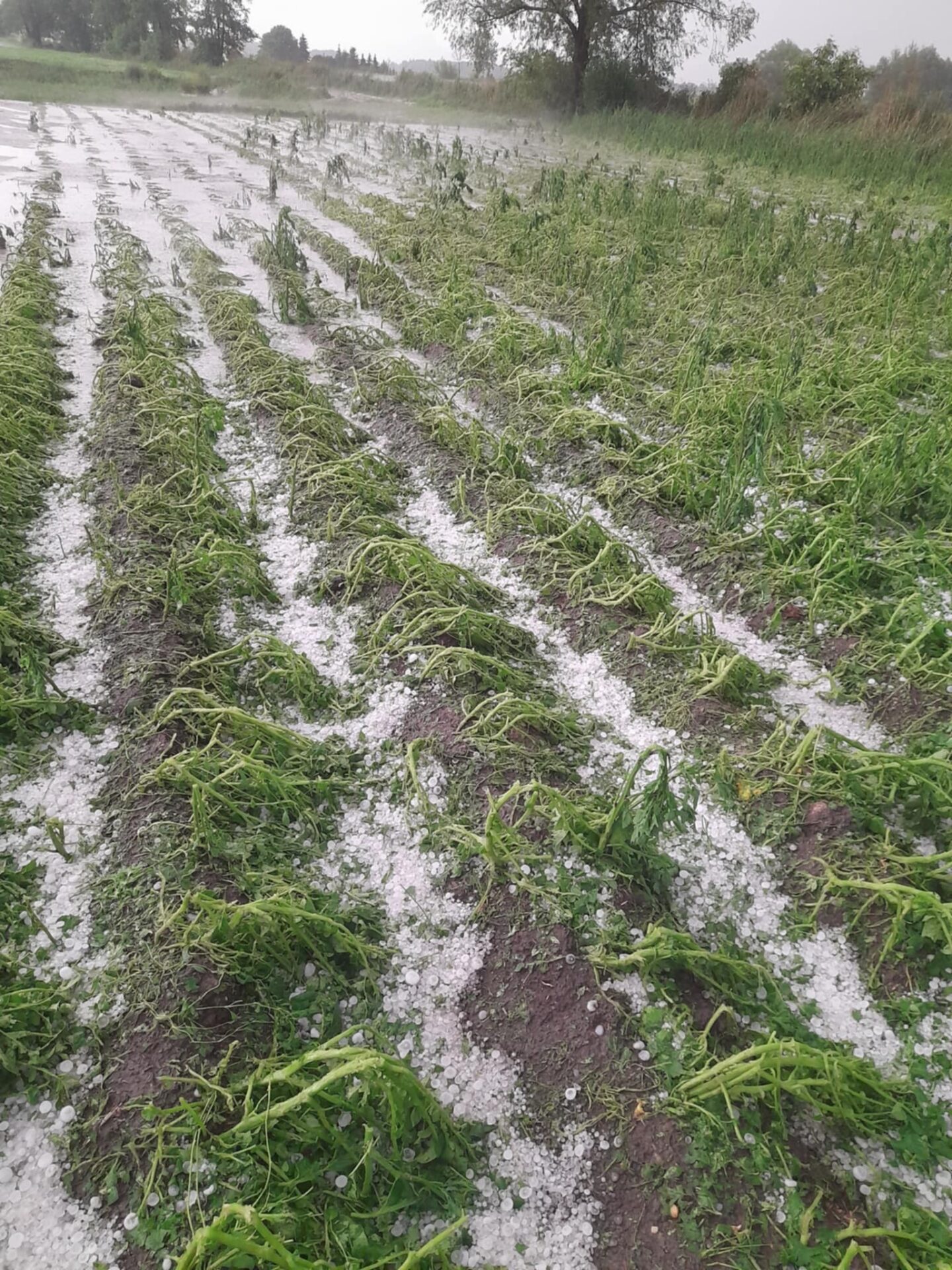 Uwaga Rolnicy: Jak zgłaszać szkody w uprawach po gradobiciach i silnych burzach?