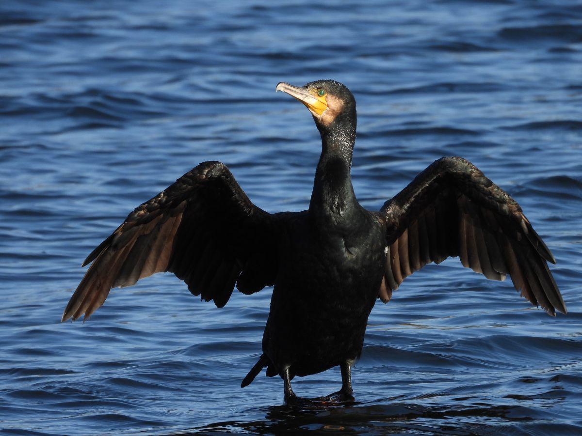 Co dalej z kormoranami? Niewygodny temat wraca na europejskie salony