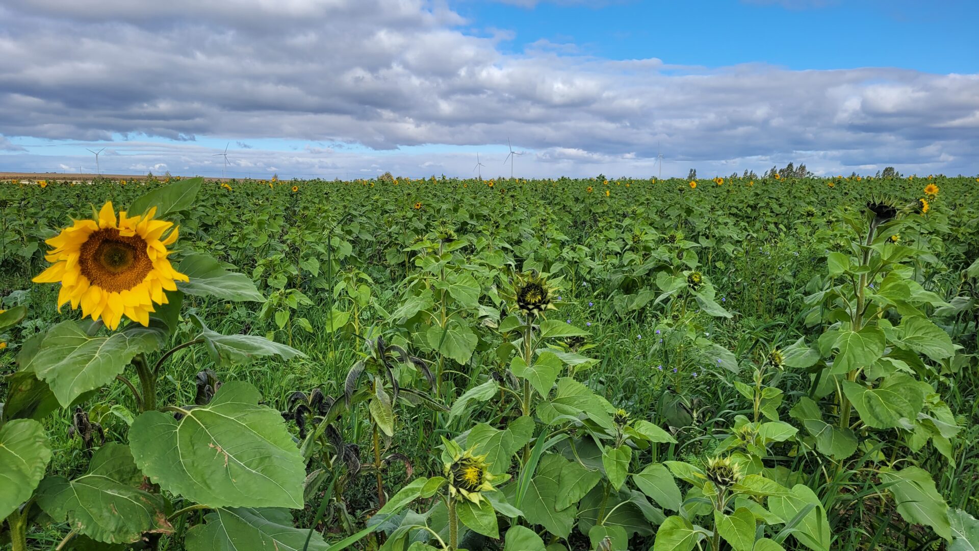 Rolnictwo z myślą o przyszłości. Warto wybierać mieszanki poplonowe wysokiej jakości