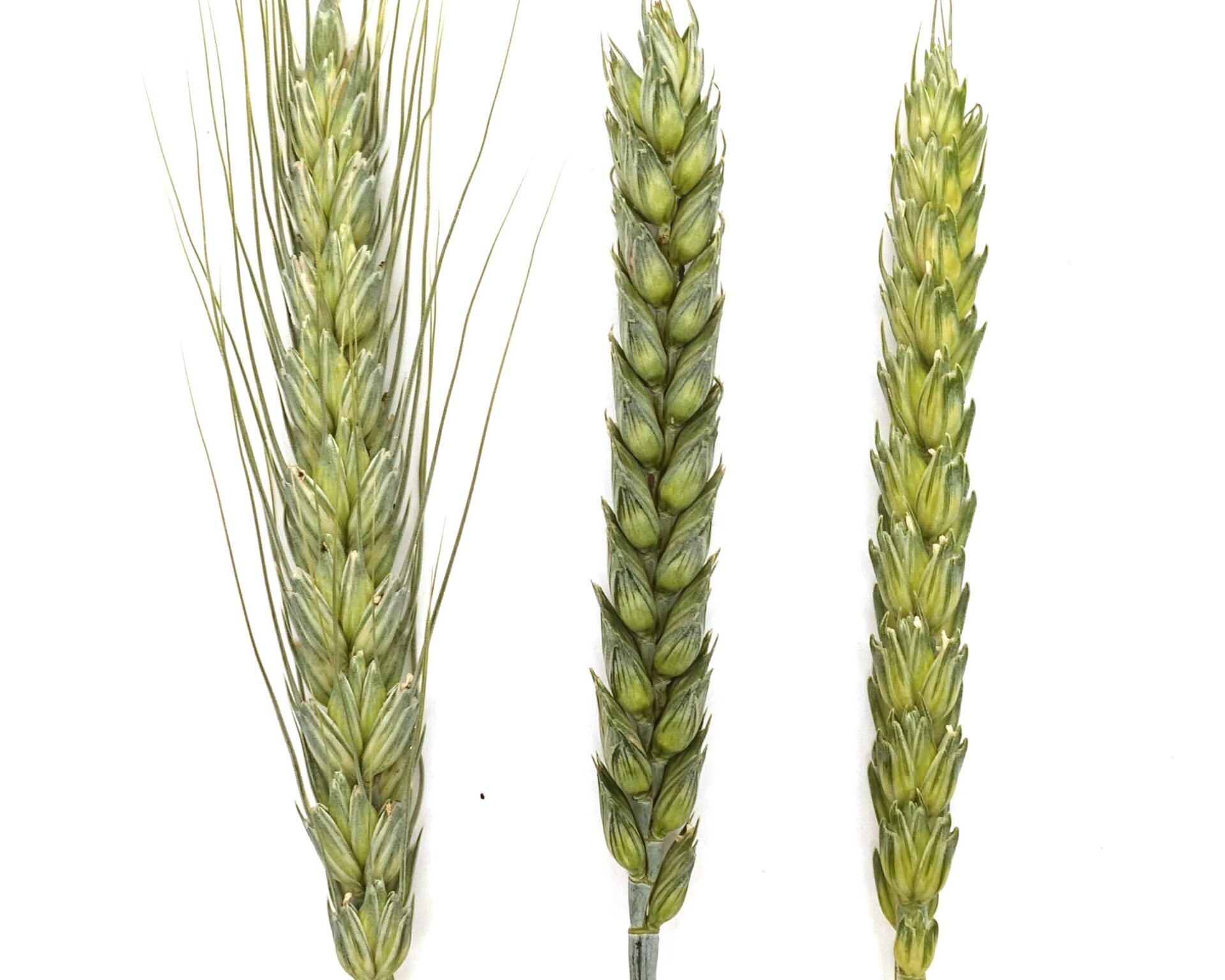 Turbo Elita – mieszanka 3 odmian pszenicy. Czy to ma sens?