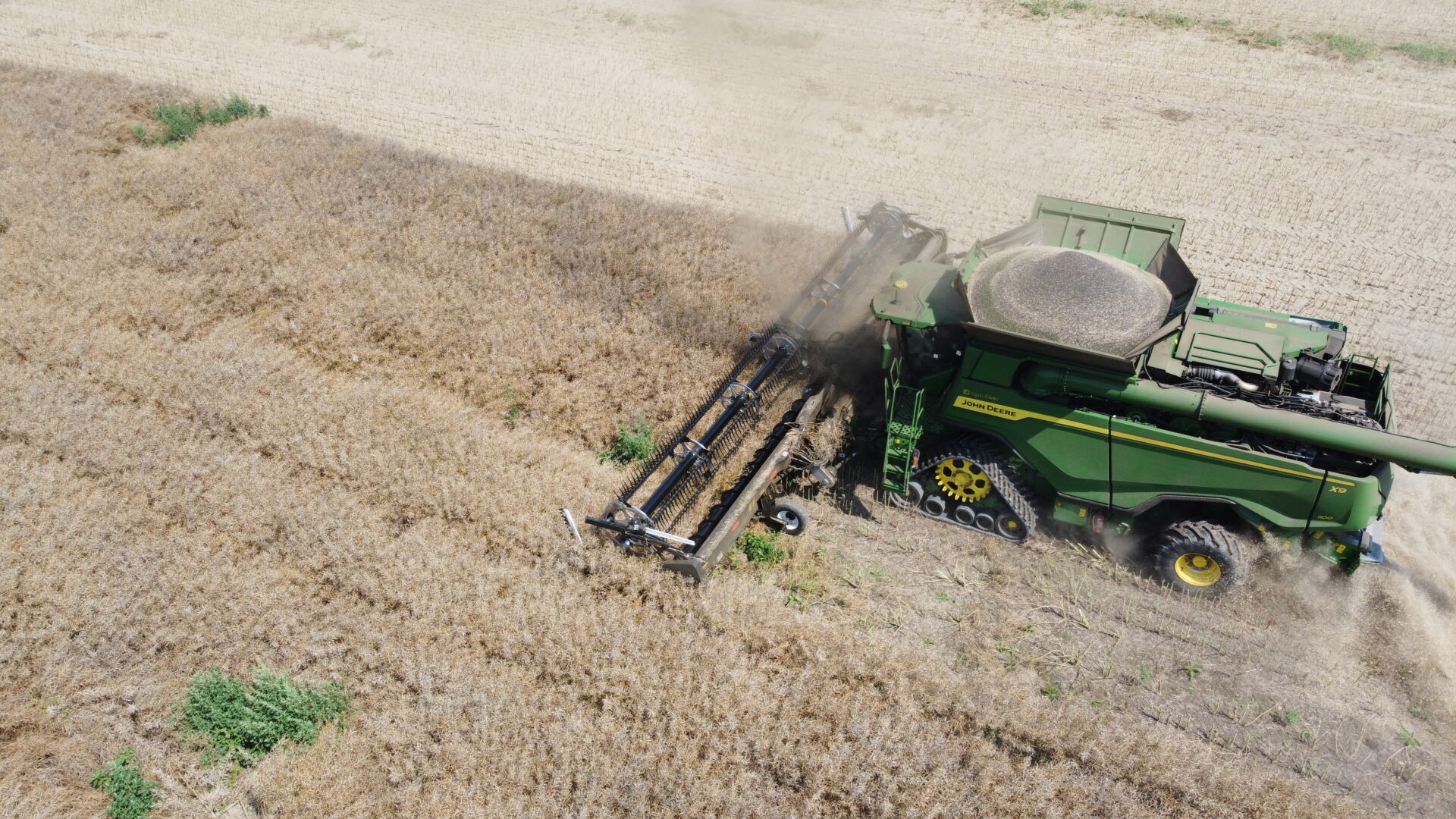 Przerywane żniwa rzepaku na Opolszczyźnie